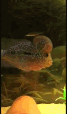 Flowerhorn Swimming GIF