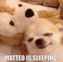 Matteo Is Sleeping GIF - Matteo Is Sleeping GIFs