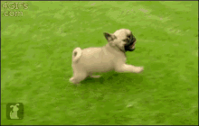 Pug Race GIF - Pug Race Running GIFs