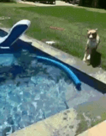 Dog In GIF