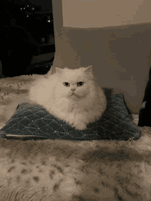 Cat Whitecat GIF - Cat Whitecat White GIFs