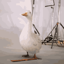 Duck Turn GIF - Duck Turn Face Front GIFs