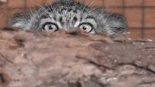 Pallas Cat Peekaboo GIF - Pallas Cat Peekaboo Hi GIFs
