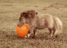 a small pony is holding an orange ball in its mouth