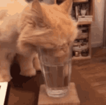 cat glass water