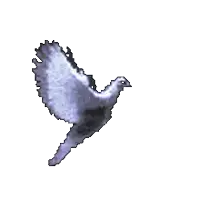 a gray bird with a long beak is flying in the air .