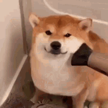 Doge Shiba Inu GIF - Doge Shiba Inu Cute Dog GIFs