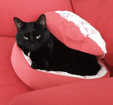a black cat laying on a red couch
