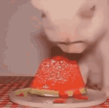 Cat Watermelon GIF - Cat Watermelon Reverse GIFs