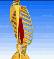 Biceps Braquial GIF - Biceps Braquial Anatomy GIFs