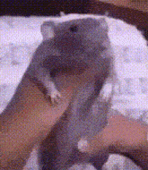 a person is holding a hamster in their hand .