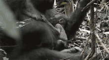 Feeding The Baby Nat Geo See Rare Video Of Wild Gorilla Newborn Clinging To Its Mom GIF - Feeding The Baby Nat Geo See Rare Video Of Wild Gorilla Newborn Clinging To Its Mom World Gorilla Day GIFs