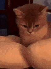 a cat is sitting on a person 's arm and looking at the camera with a serious look on its face .