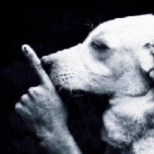 a black and white photo of a dog with a person 's finger on its nose .