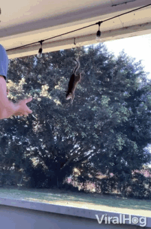 Squirrel Come Here GIF - Squirrel Come Here Jump GIFs