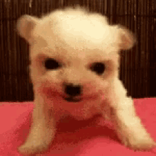Puppy Angry GIF