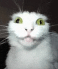 a close up of a white cat with green eyes looking at the camera