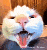 a close up of a white cat 's face with its mouth wide open