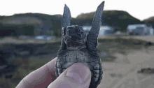 Turtle Baby GIF