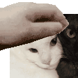 a black and white cat is being petted by a person 's hand .