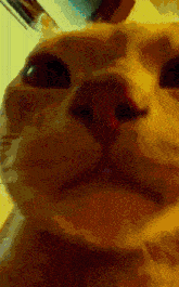 Disco Cat GIF - Disco Cat GIFs