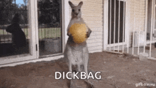 Dropped The Ball Kangaroo GIF - Dropped The Ball Kangaroo Funny Animals GIFs