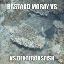 Dexterousfish Bastard Moray Vs Fight Epic GIF