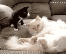 Cat Kitten GIF - Cat Kitten Funny Animals GIFs