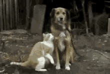 Dog Cat GIF - Dog Cat Funny Animals GIFs
