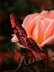 Butterfly Flower GIF - Butterfly Flower Fly GIFs