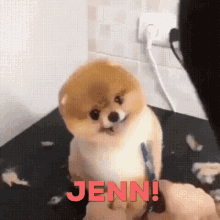 Dog Grooming GIF - Dog Grooming Jenn GIFs