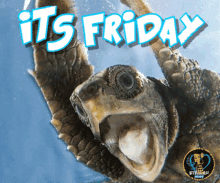 Its Friday Turtle GIF - Its Friday Turtle Stellar GIFs