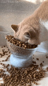 a cat is eating from a bowl of cat food on a table with the word lady on the bottom