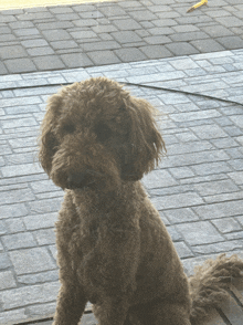 Dog GIF