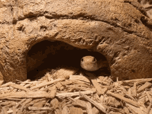 Snake Hide GIF - Snake Hide Cave GIFs