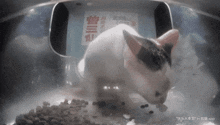 a black and white cat is eating food from a bowl with chinese writing on it
