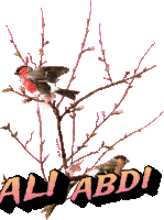 Birds Sticker - Birds Stickers