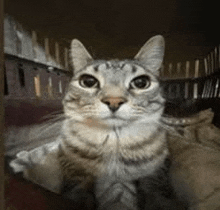 a close up of a cat looking at the camera in a cage .