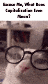 a white cat wearing glasses is asking what does capitalization even mean .