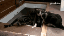 Push The Pet Collective GIF - Push The Pet Collective Cat GIFs