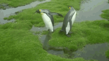 Cute, Funny Penguin Couple Overcome An Obstacle In The Rainy, Windy Elements GIF