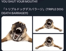 Shut Up Triple Dog Death Barrarge GIF - Shut Up Triple Dog Death Barrarge GIFs