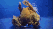 escape octopus flask invertebrates
