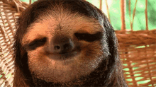 Relax Chilling GIF - Relax Chilling Sloth GIFs