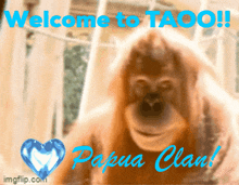Welcome Taoo GIF - Welcome Taoo Papuaclan GIFs