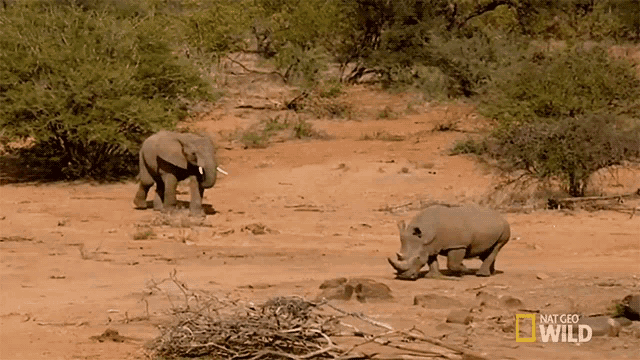 elephant vs rhino