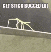 Stickbugged GIF - Stickbugged GIFs