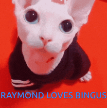 Raymond Bingus GIF - Raymond Bingus Raymond Loves Bingus GIFs