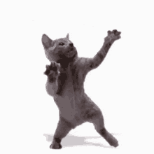 Happy Dancing GIF - Happy Dancing Dancing Cat GIFs