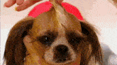 a small brown and white dog with long hair is being groomed